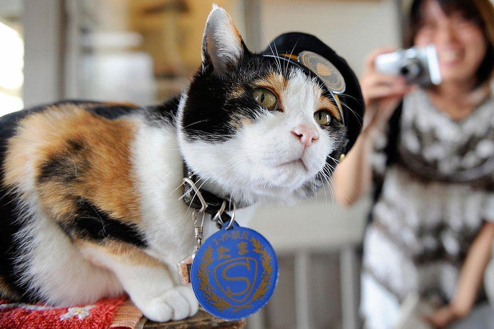 A woman tries to take a photo of 'Tama', a nine-year-old female tortoiseshell cat wearing a formal stationmaster's cap of the Wakayama Electric Railway, as the feline sits on a ticket gate at Kishi station on the Kishigawa line in the city of Kinokawa, in Wakayama prefecture on 22 May 2008.