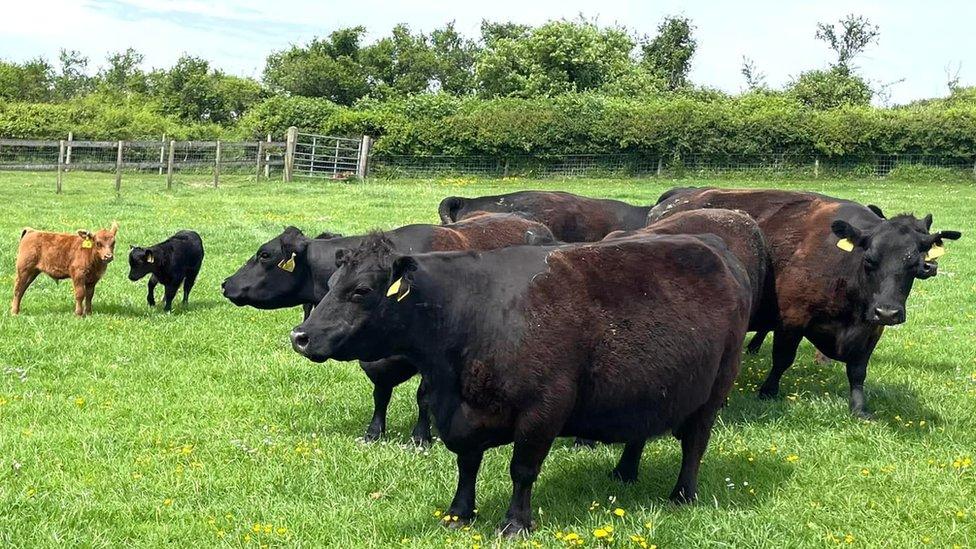 A herd of lowline cattle