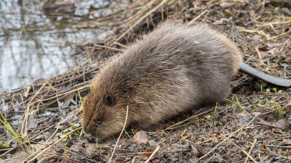 A fluffy-looking beaver sniffing the ground on the river bank