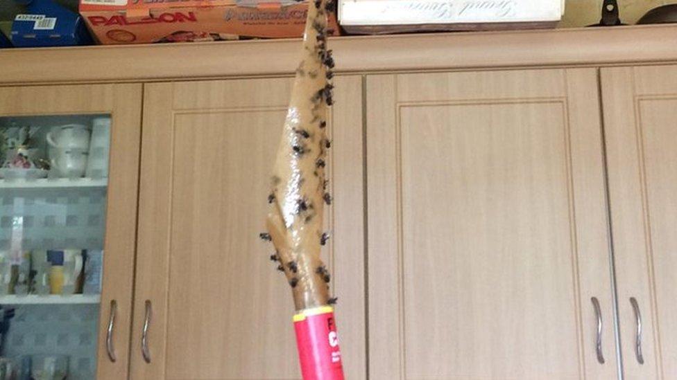 Flies stuck on tape hanging from a kitchen ceiling