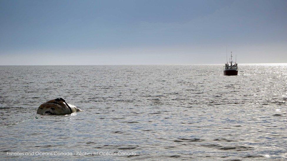 The carcass of a dead whale being towed near Prince Edward Island