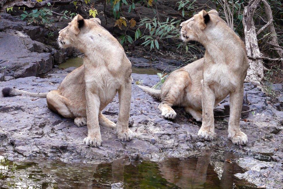 Big cats drinking water photographed by Sandeep Kumar, Deputy Conservator of Forests in Gir