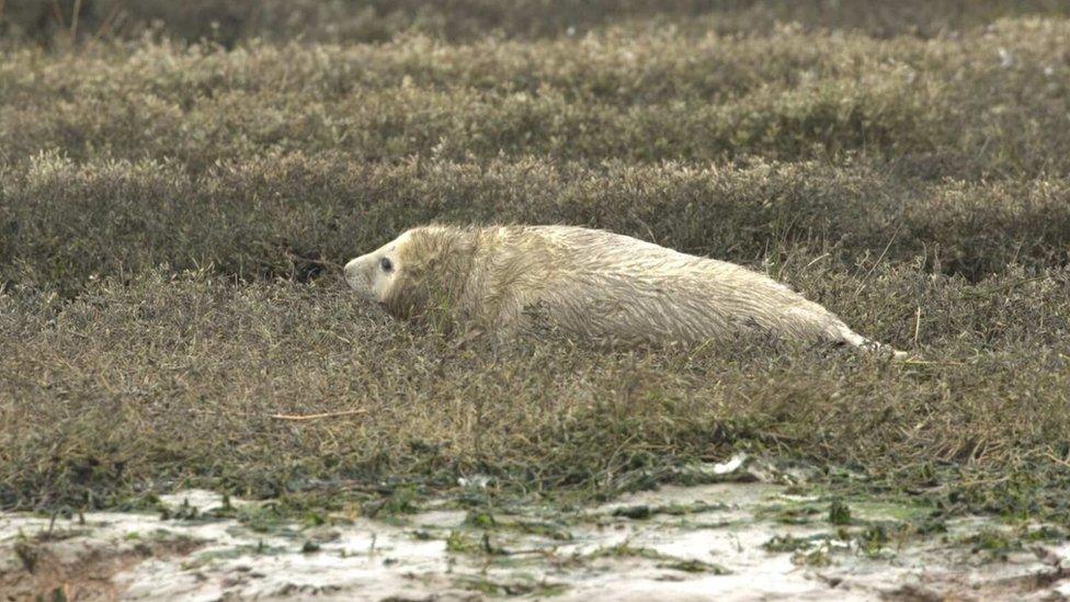 Seal pup