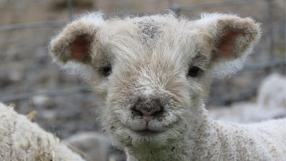 A lamb