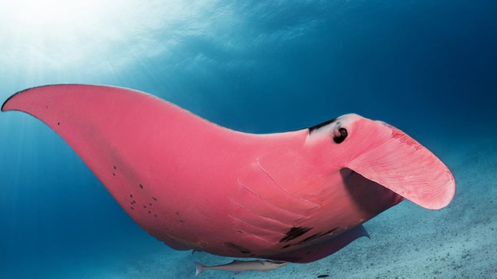 a-pink-manta-ray.