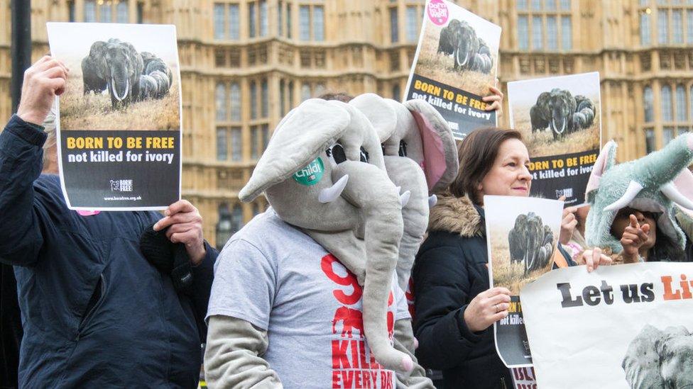 Protestors call for a ban on the ivory trade outside the Houses of Parliament on February 07, 2017 in London, England.