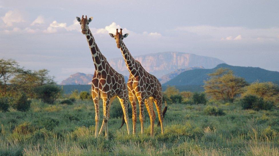 pair-of-giraffes.