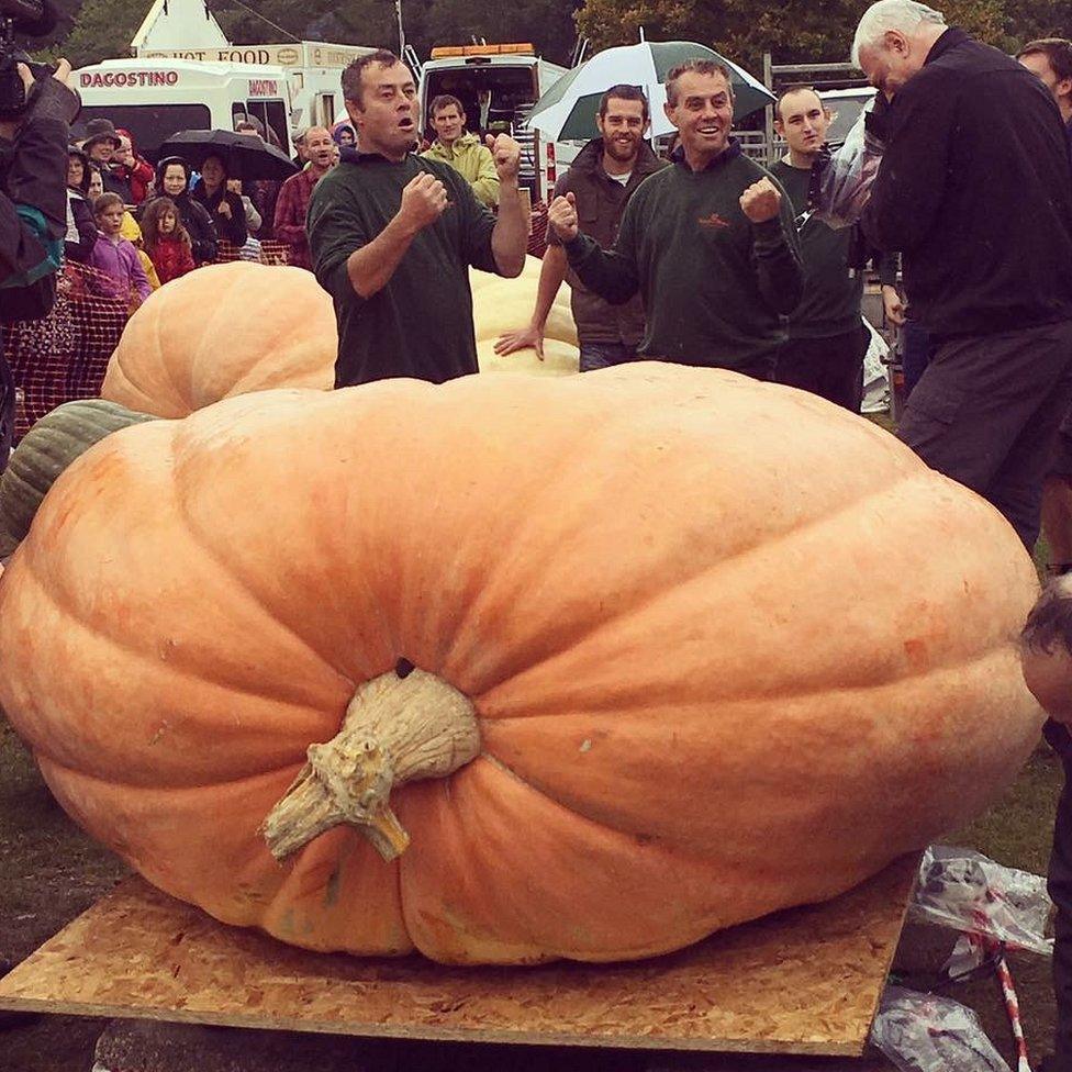 Pumpkin weighing