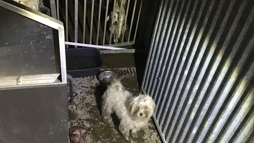 Dogs at Newcombe's home in Tredegar