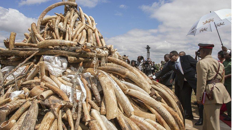 Malawian President Peter Mutharika (pictured) next to an ivory stockpile in April