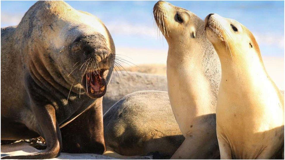 Three seals