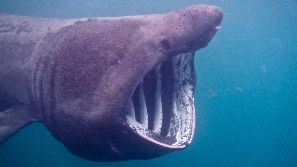 Basking shark