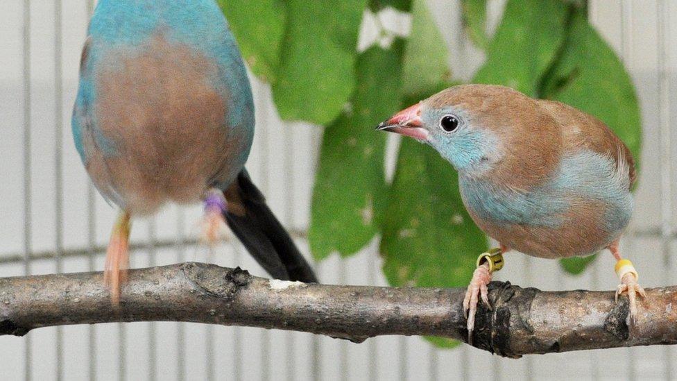 bird performing courtship dance
