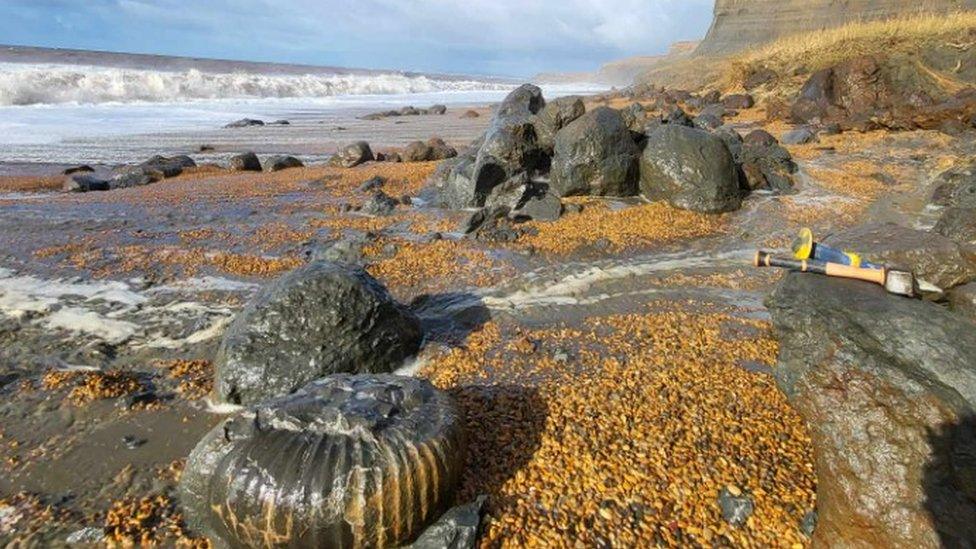 Giant fossil ammonite