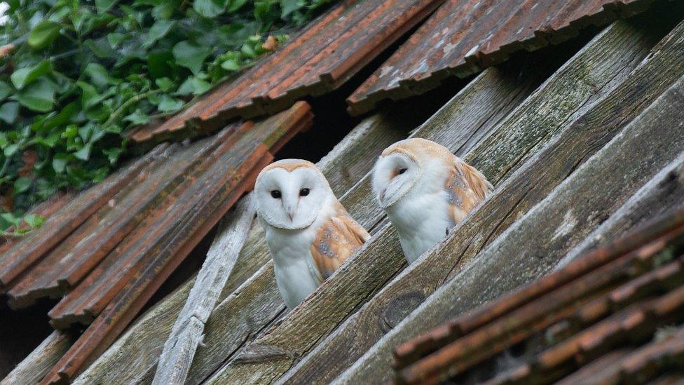 Barn owls