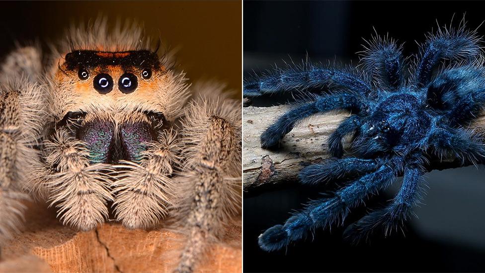 Regal jumping spider and a pink toe tarantula