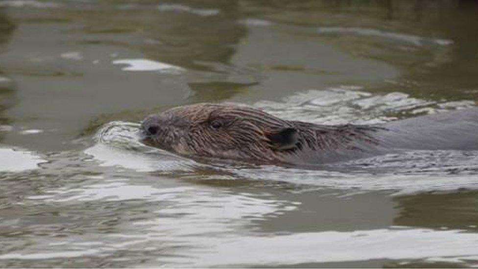 Beaver on Fal