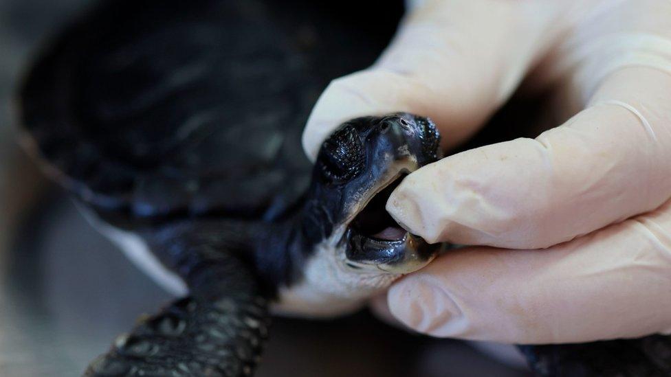 A worker at the Israeli Sea Turtle Rescue Center cleans a sea turtle at their center in the Israeli coastal moshav of Mikhmoret, north of Tel Aviv on February 21, 2021.