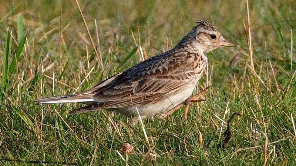 Skylark