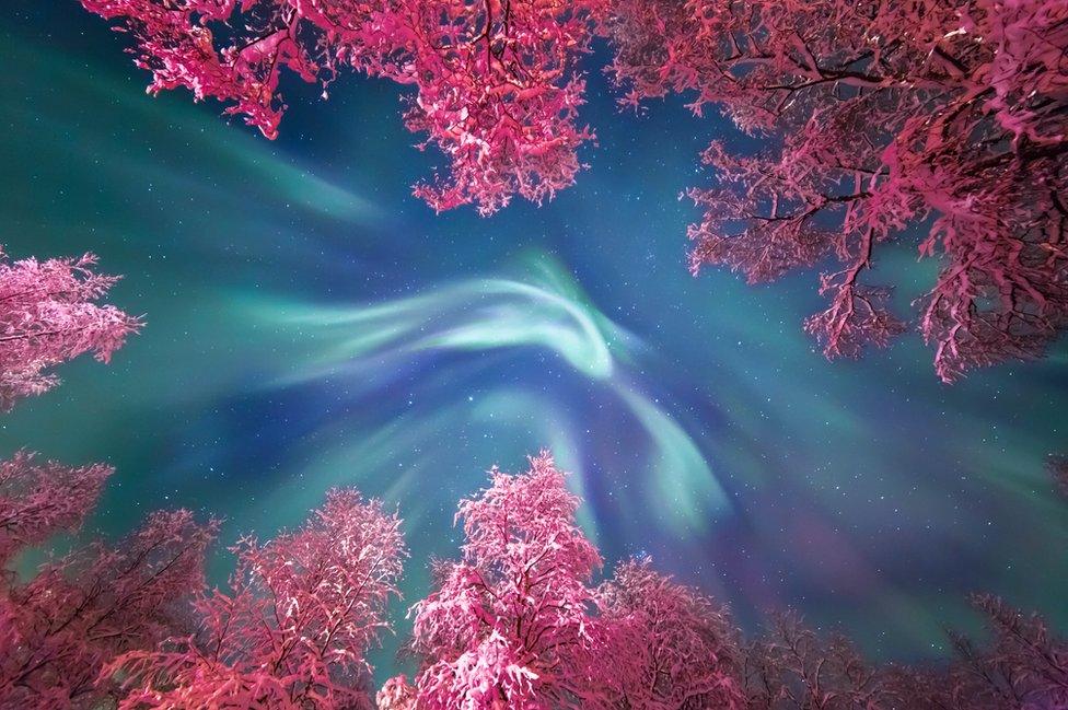 The turquoise of the Aurora Borealis swirls above the snow covered trees