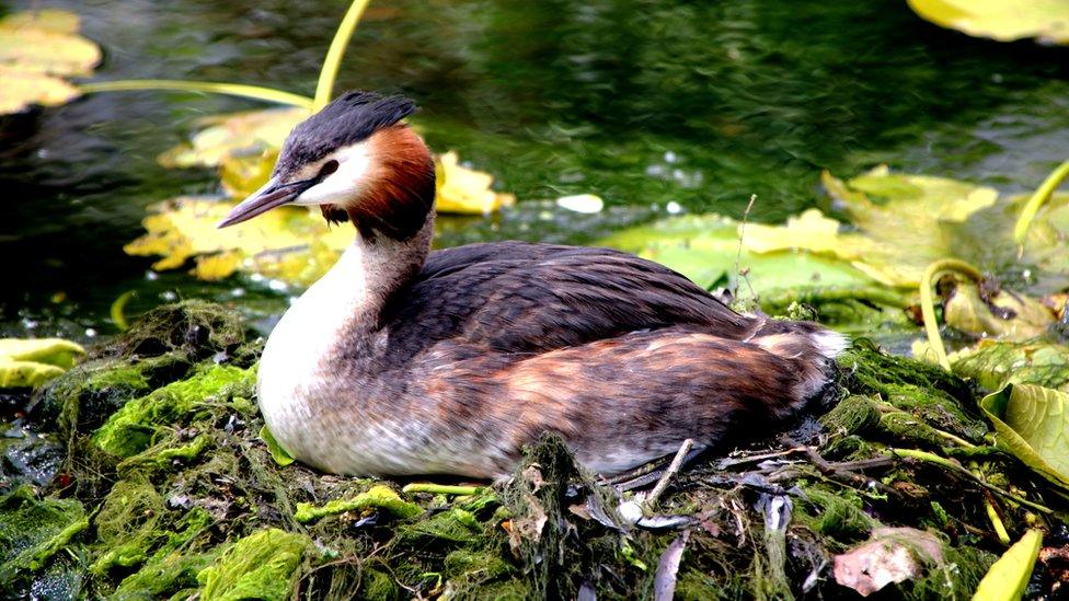 A nesting great crested grebe in Cardiff