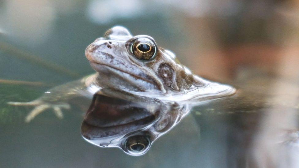 Common frog in England