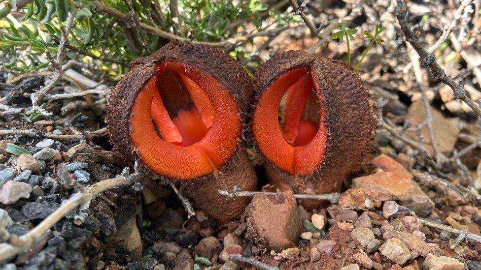 Hydnora flowers growing