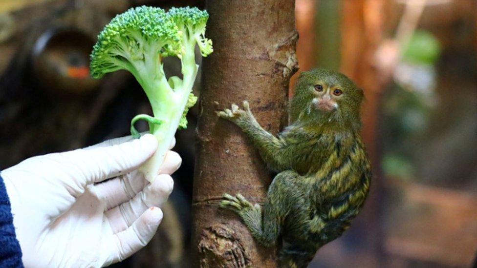 Rosie, a female pygmy marmoset at Drusillas