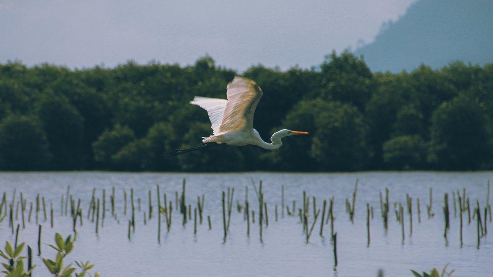 White stork