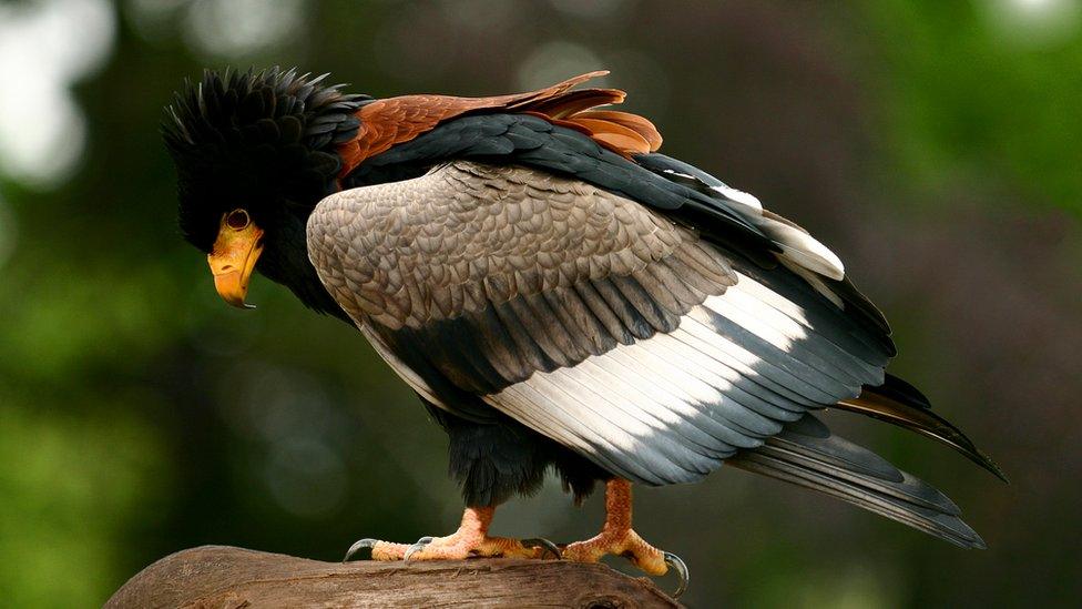 Bateleur eagle