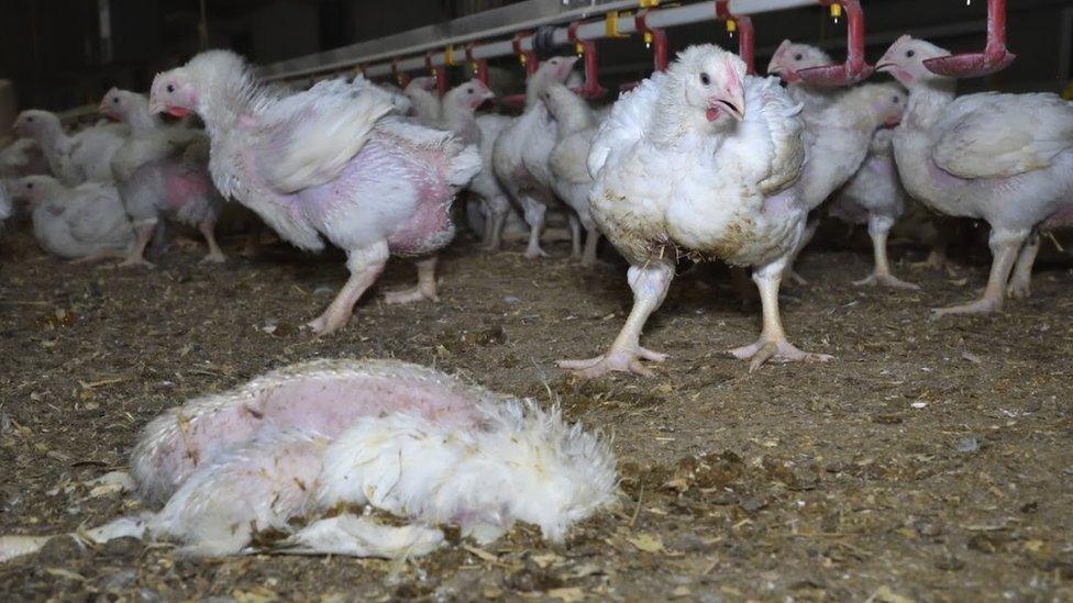 Chickens at one of the farms investigated