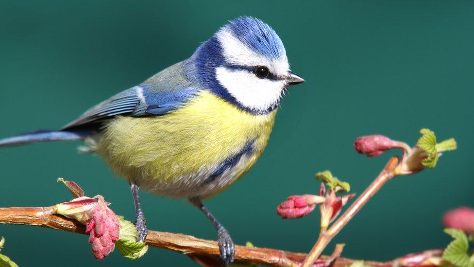 Blue-tit.