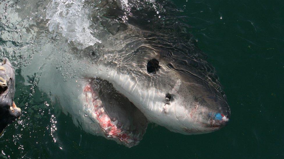 GREAT-WHITE-SHARK