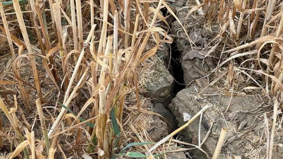 Crack in a field