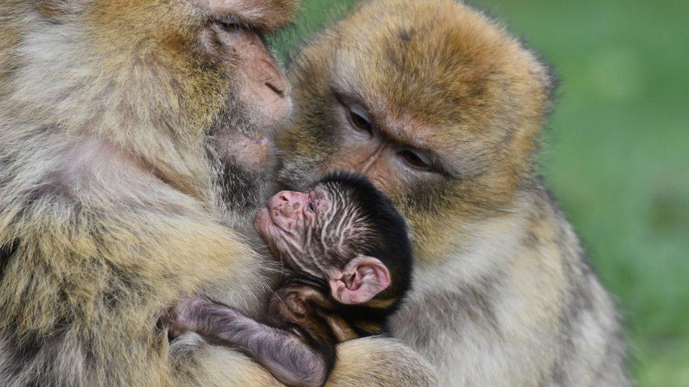 Two monkey's with their baby
