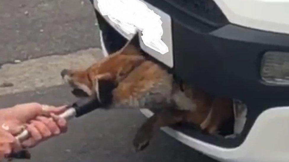 Fox stuck in grille