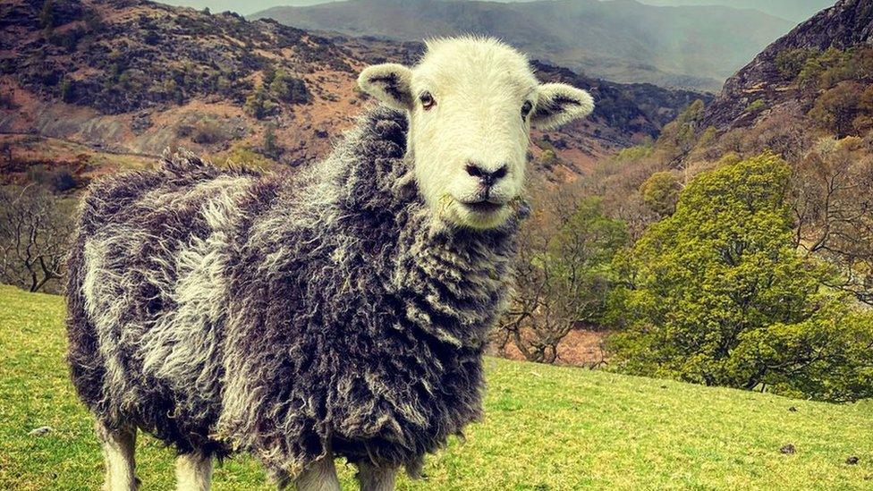 A Herdwick