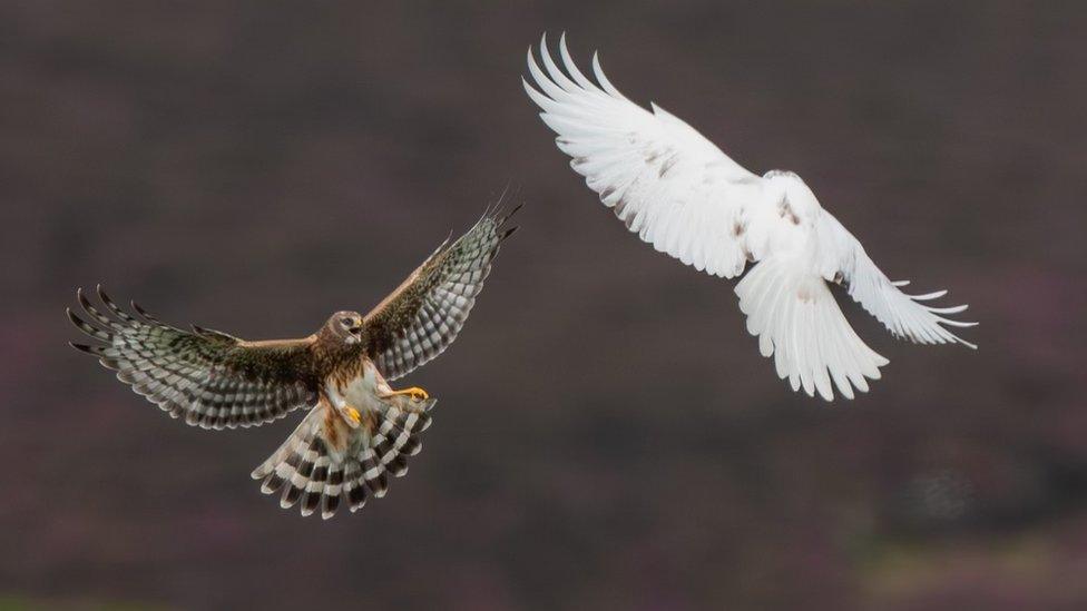 Hen harrier and leucistic hen harrier