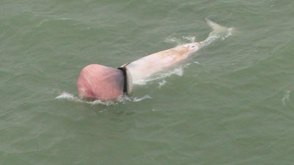 Dead whale in Thames Estuary