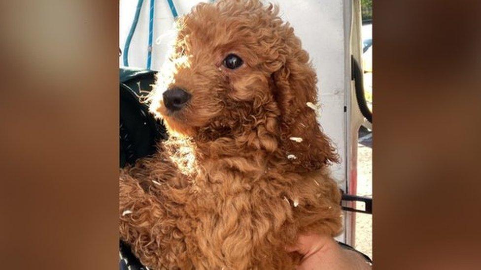 Rescued puppy with officer