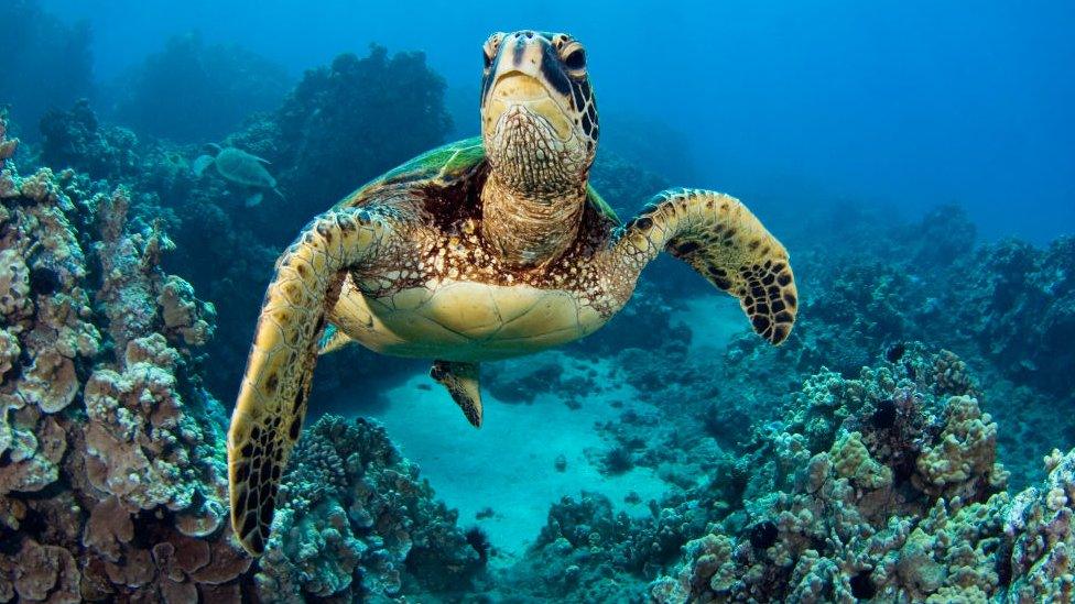 green-sea-turtle