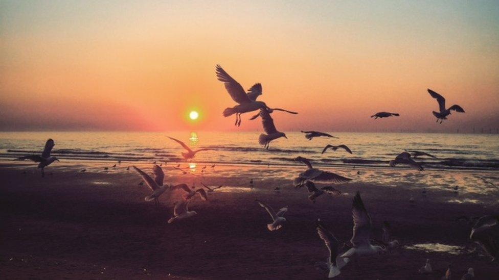 Rachel Platt captured the seagulls at sunset at a beach in Prestatyns in Denbighshire