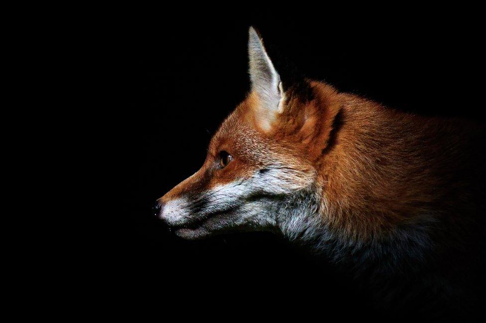 A fox in a garden in Amersham, England