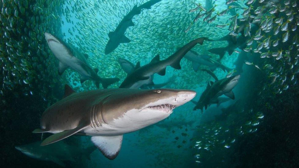 a picture of a group of sharks from below with smaller fish swimming in a school around them