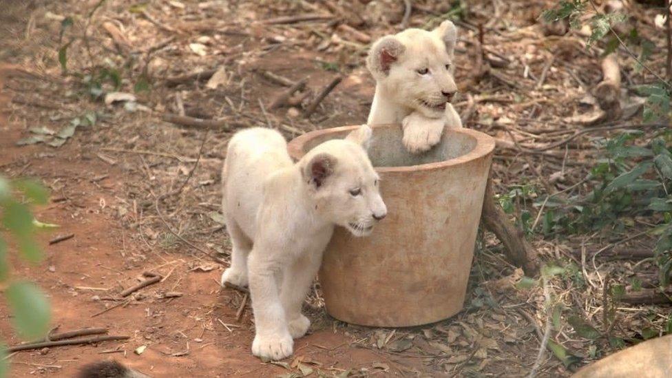 White lion cubs