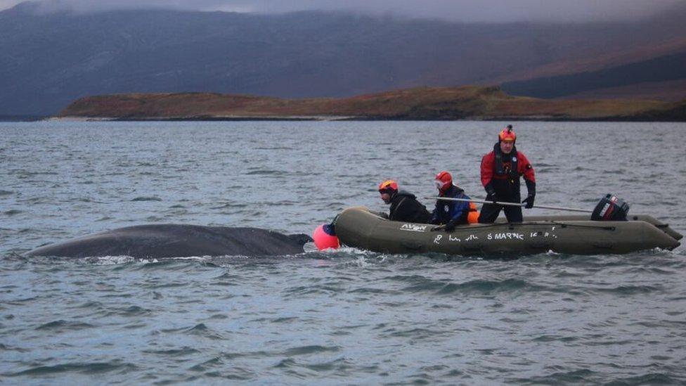 Rescue of an entangled whale in Scotland in 2016