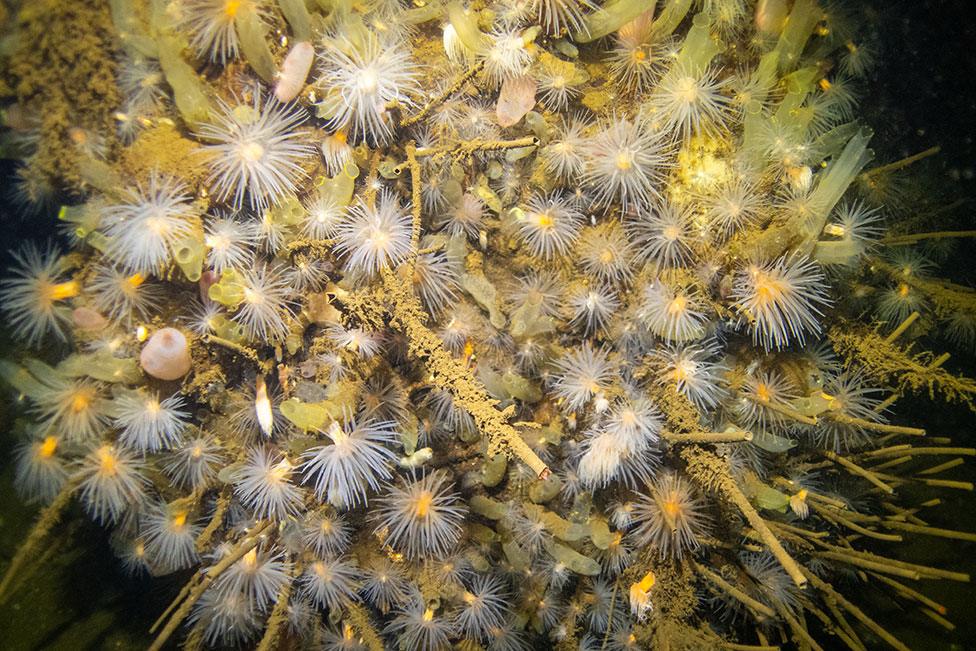 A photo of sea loch anemones and tube worms in waters around Scotland