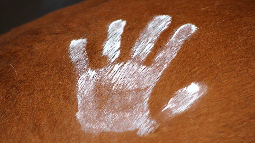 A white handprint on the coat of a horse