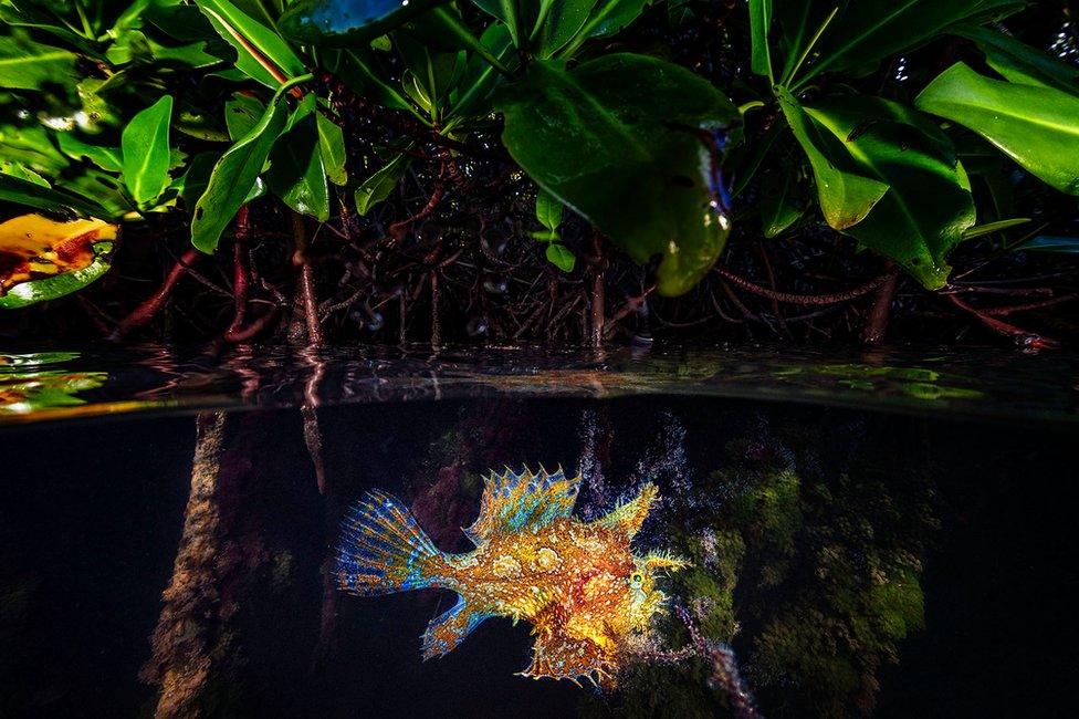 A sargassum frogfish swims amongst mangrove trees in Netherlands Antilles