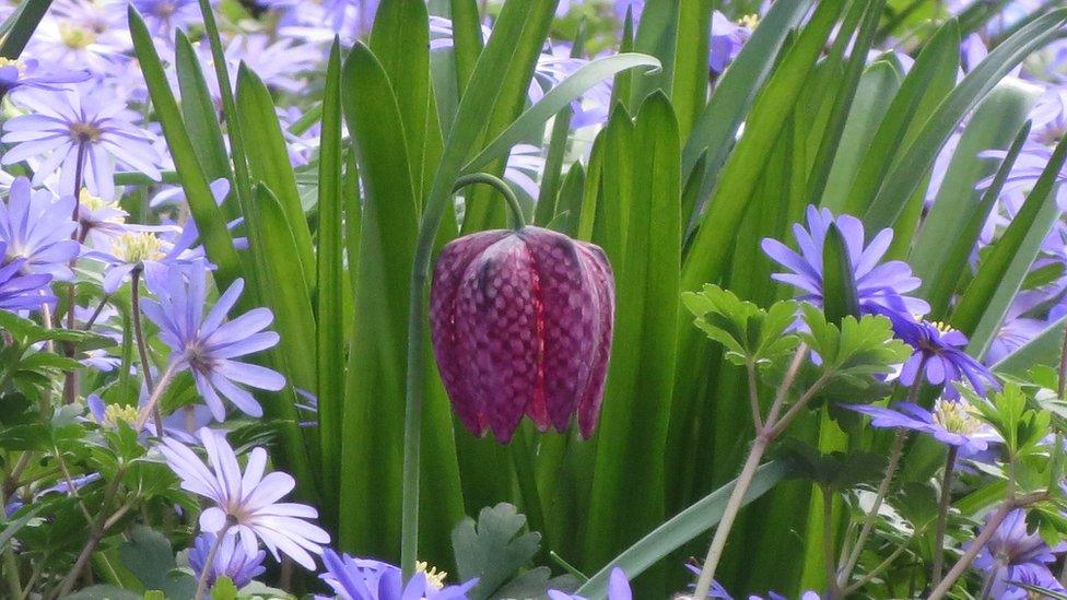 Snake Head Fritillary